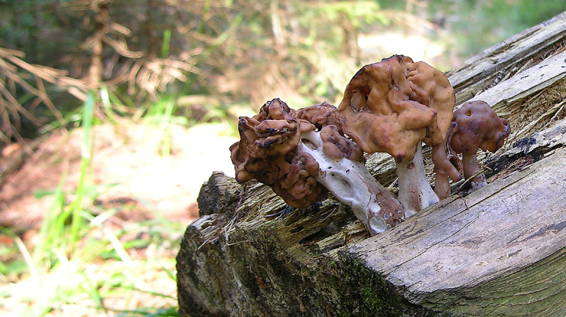 Gyromitra infula.